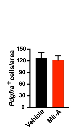 Open access visualization of Bar Plot, Error Bars, Clustered, In Situ Hybridization, Pdgfra