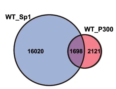 Open access visualization of Venn Diagram, Sp1, p300, Gene Sites, iOLs