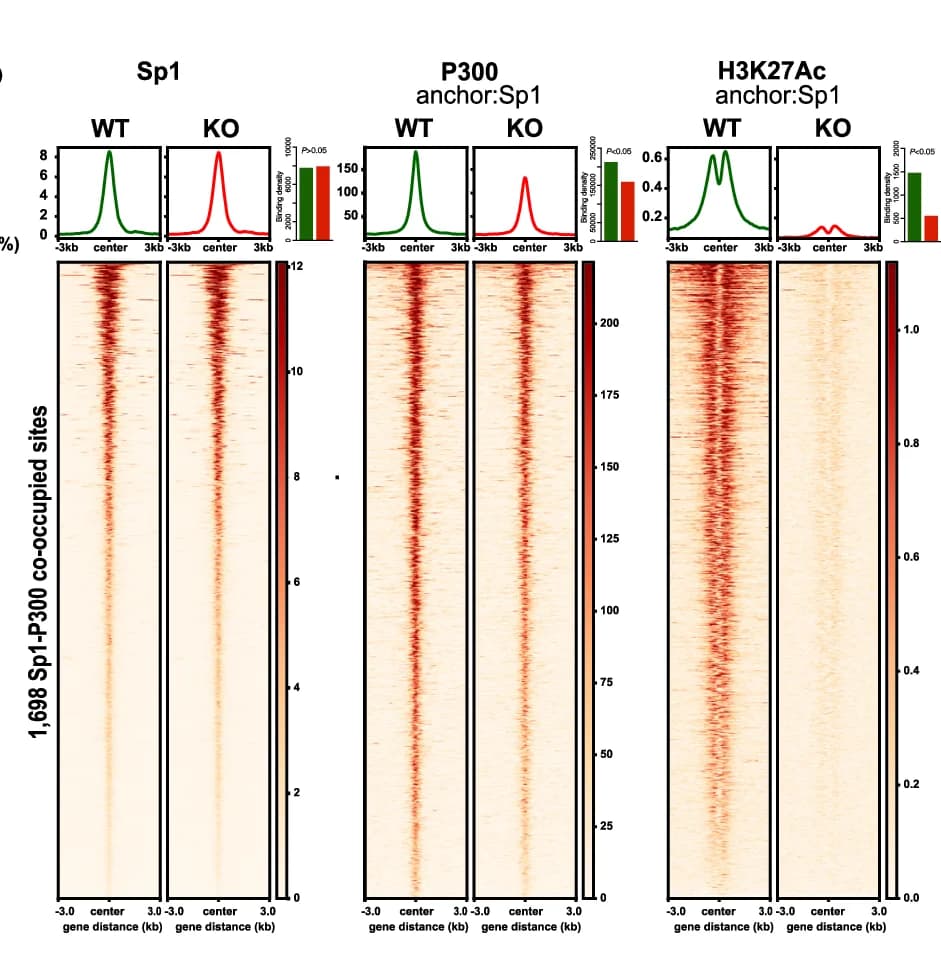 Open access visualization of Heatmap, Line Plot, Bar Plot, Sp1 Binding Density, P300 Enrichment