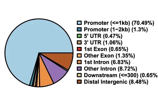 Open access visualization of Pie Chart, ChIP-seq Signals, P300, Active Enhancer Regions, Med23 +/+ iOLs