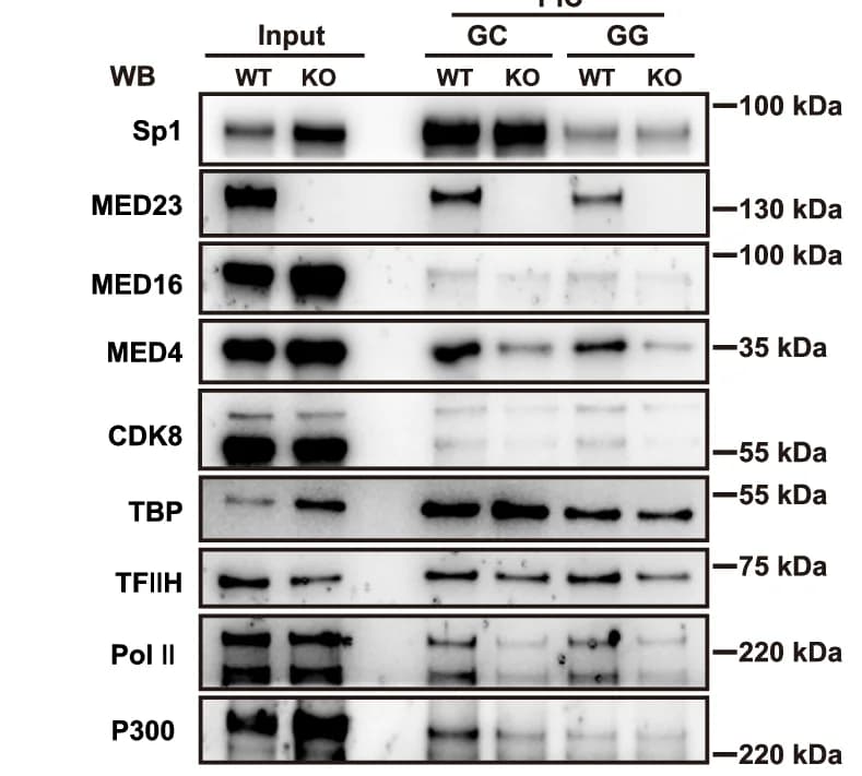 Open access visualization of Gel, Western Blot, Sp1, DNA Template, Immobilization Assay