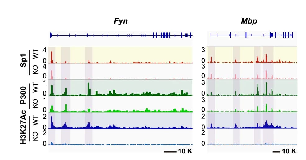 Open access visualization of Line Plot, Density Plot, In Vitro Transcription, RNA Products, GC Template