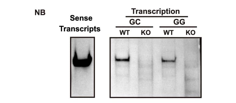 Open access visualization of Gel, Northern Blot, Total RNA, Immobilized Template Assay, DNA Template