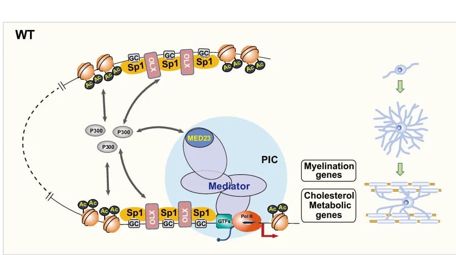 Open access visualization of Workflow, Illustration, Schematic Model, OL Lineage Progression, Sp1