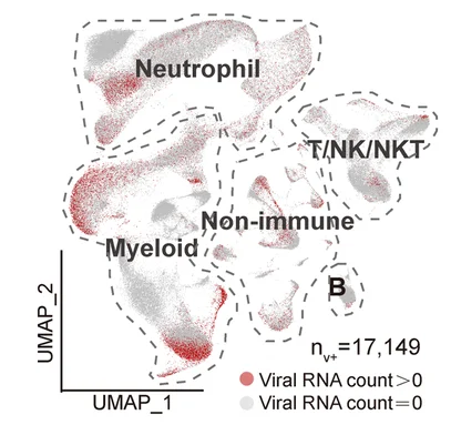 Open access visualization of UMAP, Scatter Plot, UMAP Projection, SARS-CoV-2, RNA-Positive Cells