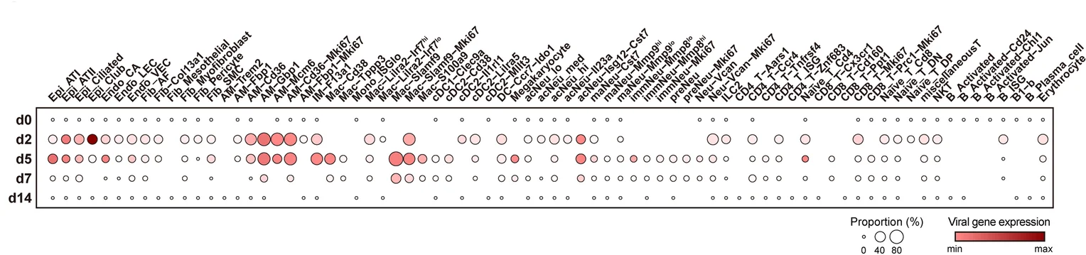 Open access visualization of Bubble Plot, Heatmap, Dot Plot, Virus-Positive Cells, Viral Genes