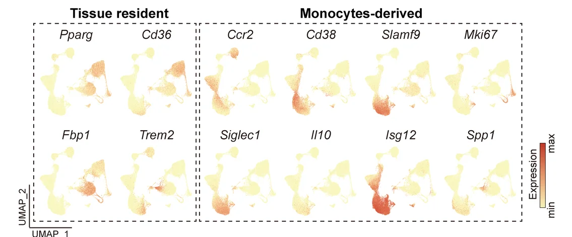 Open access visualization of UMAP, Scatter Plot, Gene Expression, Tissue-resident AM, Monocyte/Macrophage