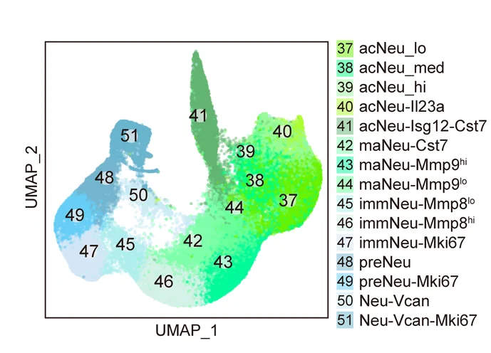 Open access visualization of Scatter Plot, UMAP, UMAP Projection, Neutrophil Subpopulations