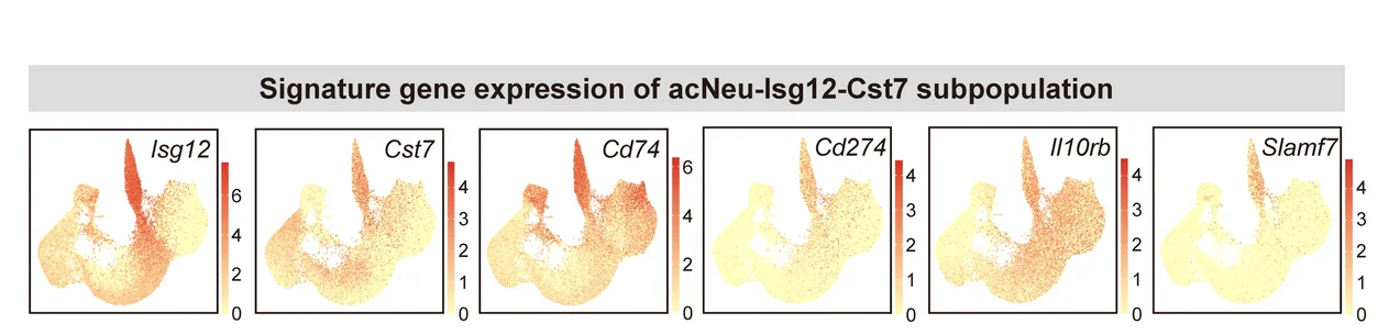 Open access visualization of Scatter Plot, UMAP Projection, Signature Genes, acNeu-Isg12-Cst7 Subpopulation, Gene Expression