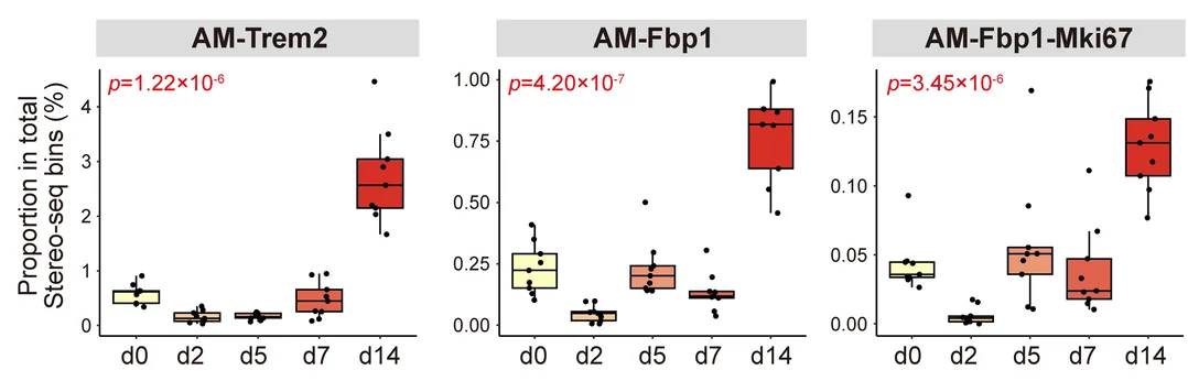 Open access visualization of Box Plot, Scatter Plot, Boxplot, Trem2+ AMs, Fbp1+ AMs