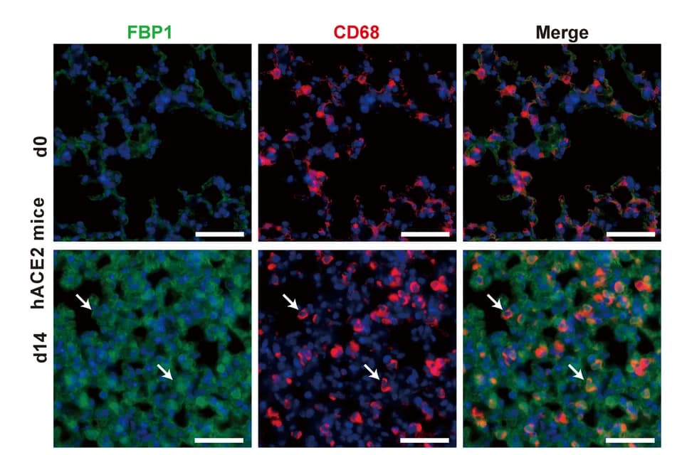 Open access visualization of Microscopy, Lung Sections, hACE2 Mice, SARS-CoV-2 Infection, Immunofluorescent Staining