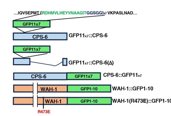 Open access visualization of Illustration, GFP11 x7 Tag, GFP1-10 Tag, CPS-6, WAH-1