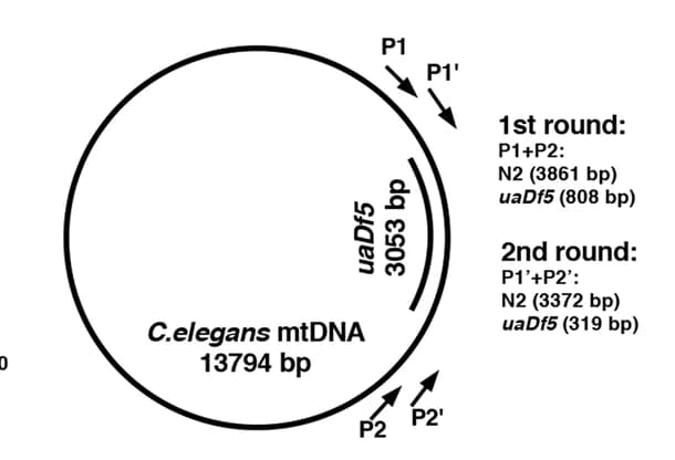 Open access visualization of Illustration, C. elegans, mtDNA, uaDf5 Deletion, Primers