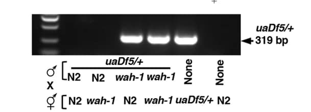 Open access visualization of Gel, Gel Images, PCR Products, Cross-Fertilized Embryos, MTR-Positive