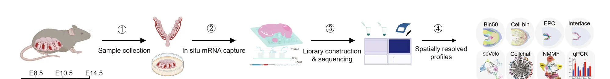 Open access visualization of Workflow, Flowchart, Illustration, Network, Bar Plot