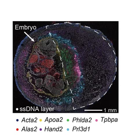 Open access visualization of Microscopy, Multicolor Display, Markers, ssDNA Layer