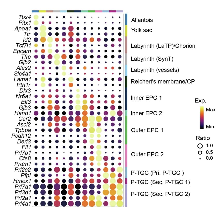Open access visualization of Bubble Plot, Heatmap, Expression Profiles, Marker Genes, Clusters