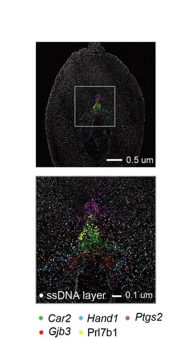 Open access visualization of Microscopy, Multicolor Display, Representative Markers, Magnified Images, Ectoplacental Cone