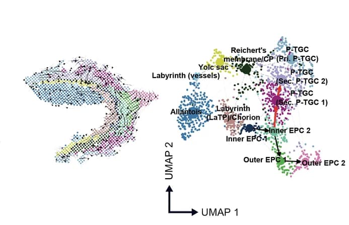 Open access visualization of UMAP, Scatter Plot, Network, Spatial RNA Velocity, Streamlines Visualization
