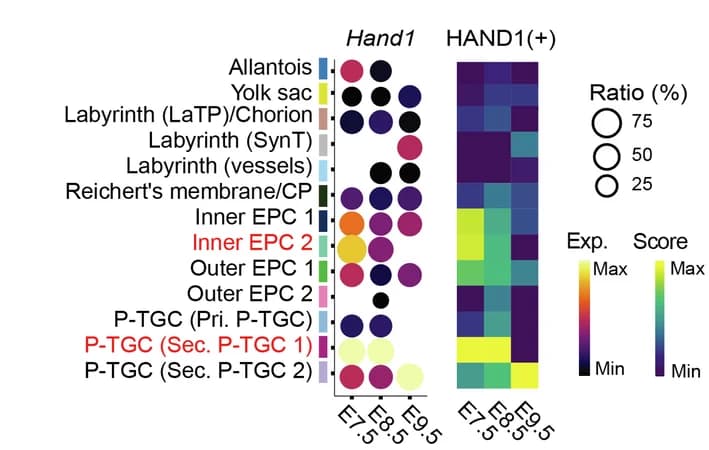 Open access visualization of Bubble Plot, Heatmap, Transcript Expression, Hand1, Clusters