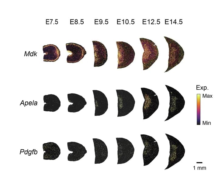 Open access visualization of Scatter Plot, Spatial Expression, Mdk, Apela, Pdgfb