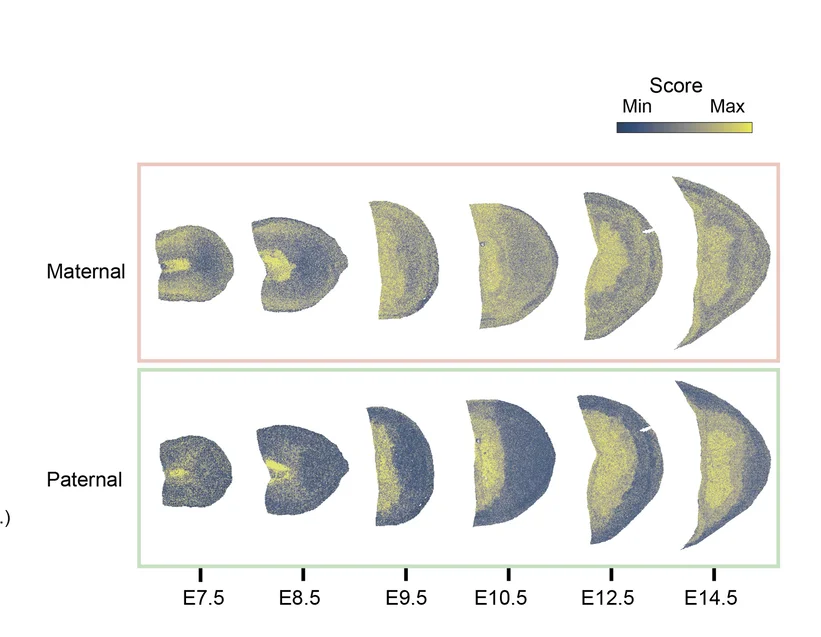 Open access visualization of Scatter Plot, UCell Scores, Imprinted Genes, Spatial Transcriptomics, Spatial Subregions