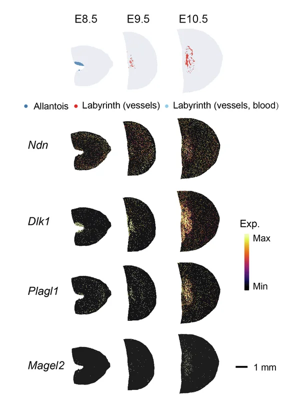 Open access visualization of Heatmap, Allantois, Labyrinth, Fetal Vessels, Blood Space