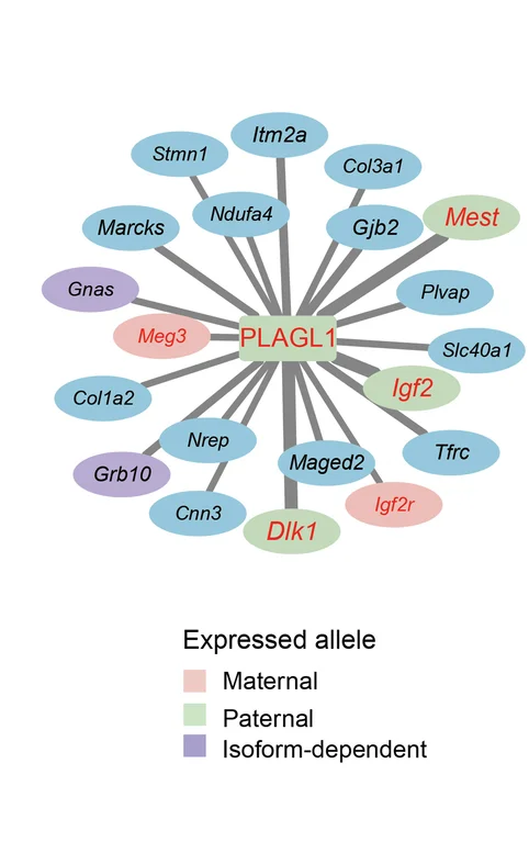 Open access visualization of Pathway, Gene Regulatory Networks, Target Genes, Plagl1, Imprinted Statuses