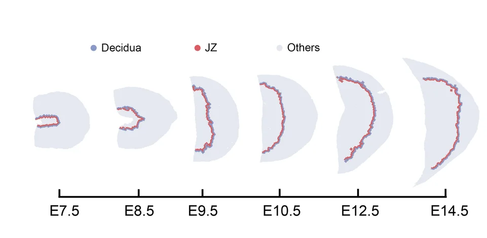 Open access visualization of Scatter Plot, Maternal-Fetal Interface, Decidua, Junctional Zone