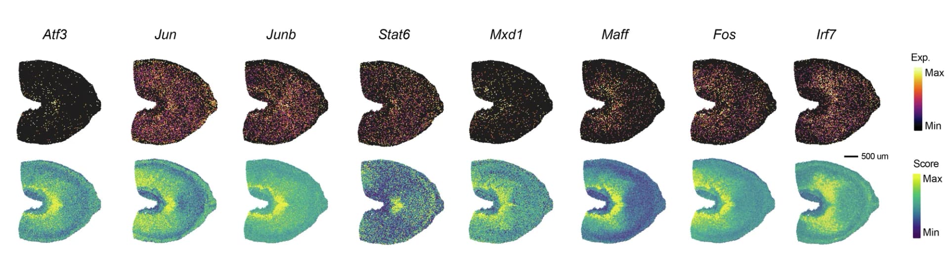 Open access visualization of Scatter Plot, Spatial Visualization, Expression, RAS, Transcription Factors