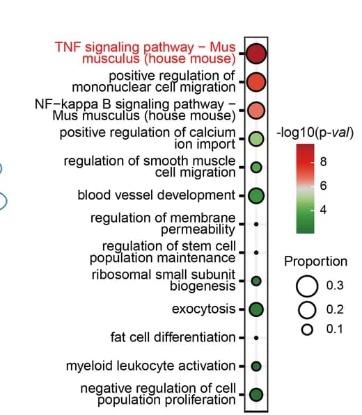 Open access visualization of Scatter Plot, Bubble Plot, Enriched Pathways, Target Genes, Atf3