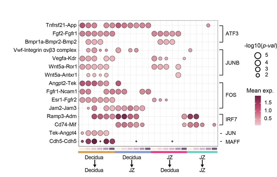 Open access visualization of Bubble Plot, Ligand-Receptor Pairs, Decidua, Junctional Zone, Maternal-Fetal Interface