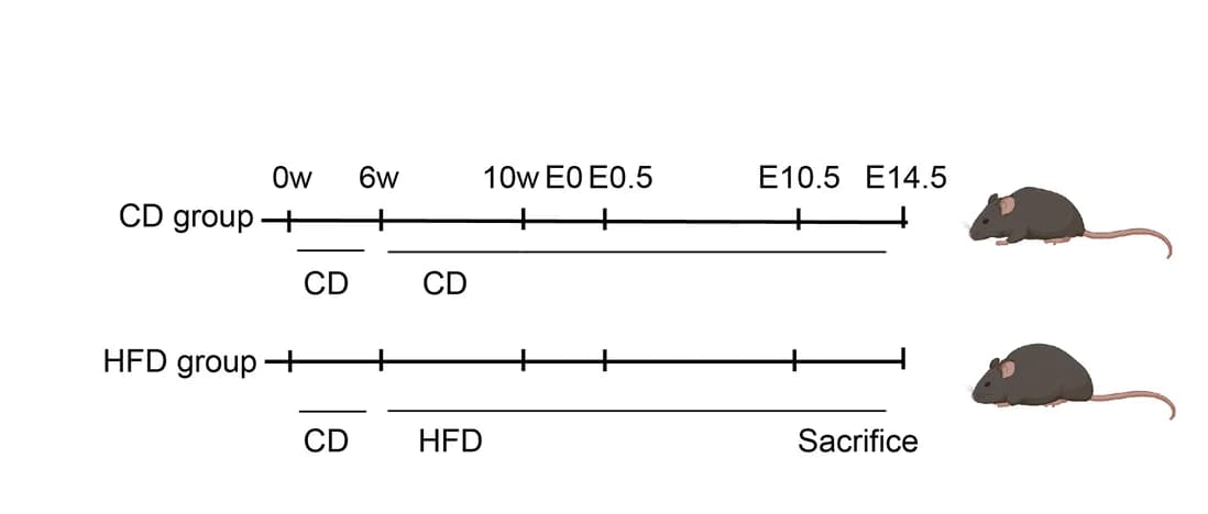 Open access visualization of Workflow, Illustration, HFD Treatment, Sampling Time Points