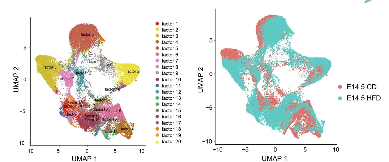 Open access visualization of UMAP, Scatter Plot, CD Group, HFD Group, Factors