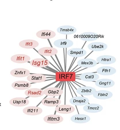 Open access visualization of Network, Pathway, Target Genes, Irf7, CD Group