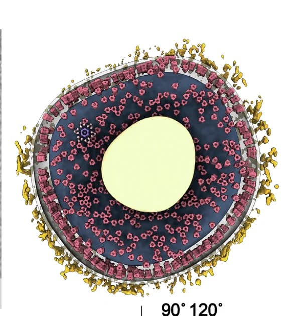 Open access visualization of Illustration, Composite Structure, MV, Portal Complexes, Palisade Trimers