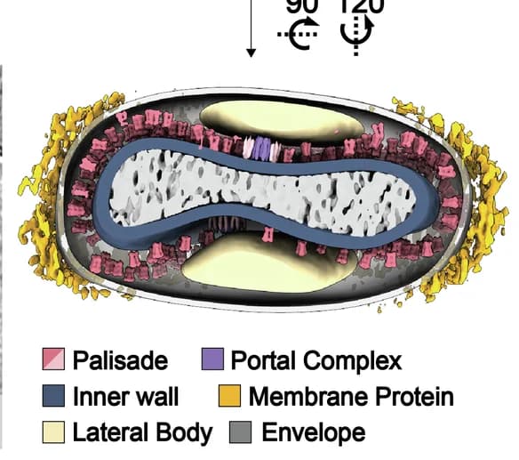 Open access visualization of Illustration, Composite Structure, MV, Portal Complexes, Palisade Trimers