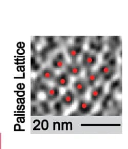 Open access visualization of Microscopy, Tomogram Slice, Honeycomb-like Palisade Lattice, Viral Core, Palisades