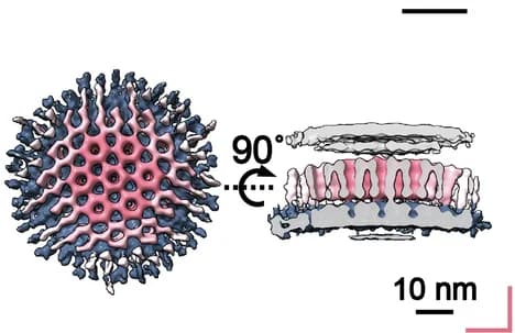 Open access visualization of Protein Structure, Honeycomb-like Lattice, Palisades, Viral Core
