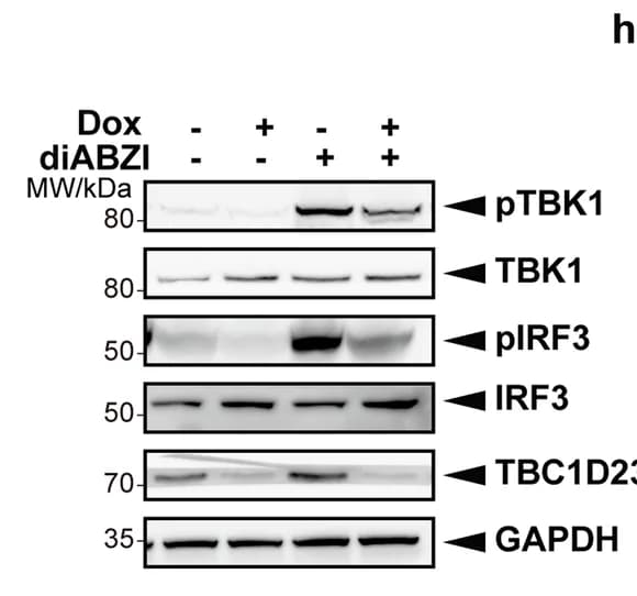Open access visualization of Gel, THP-1 Cells, Inducible Gene Knockdown, Dox, diABZI