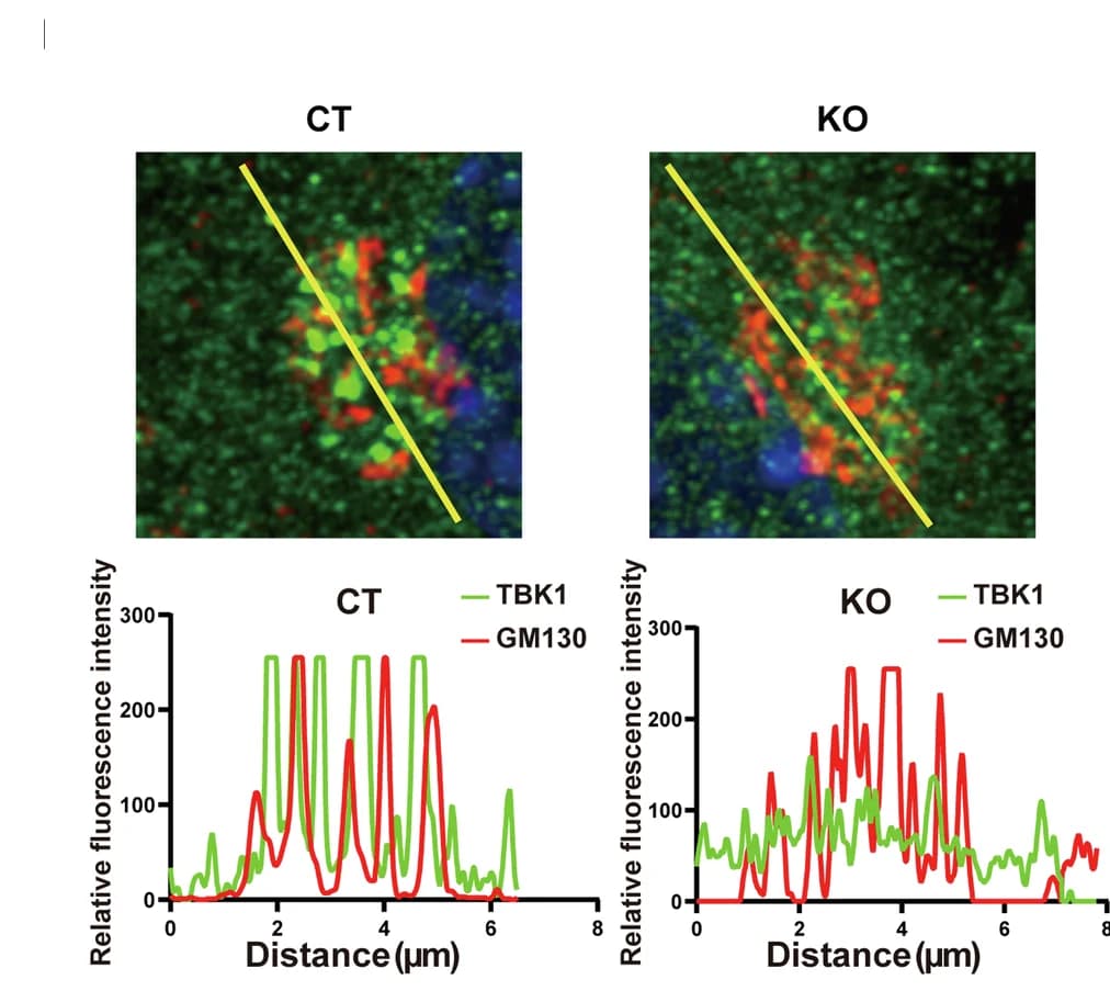 Open access visualization of Line Plot, Microscopy, BMDM Cells, DMXAA, TBK1