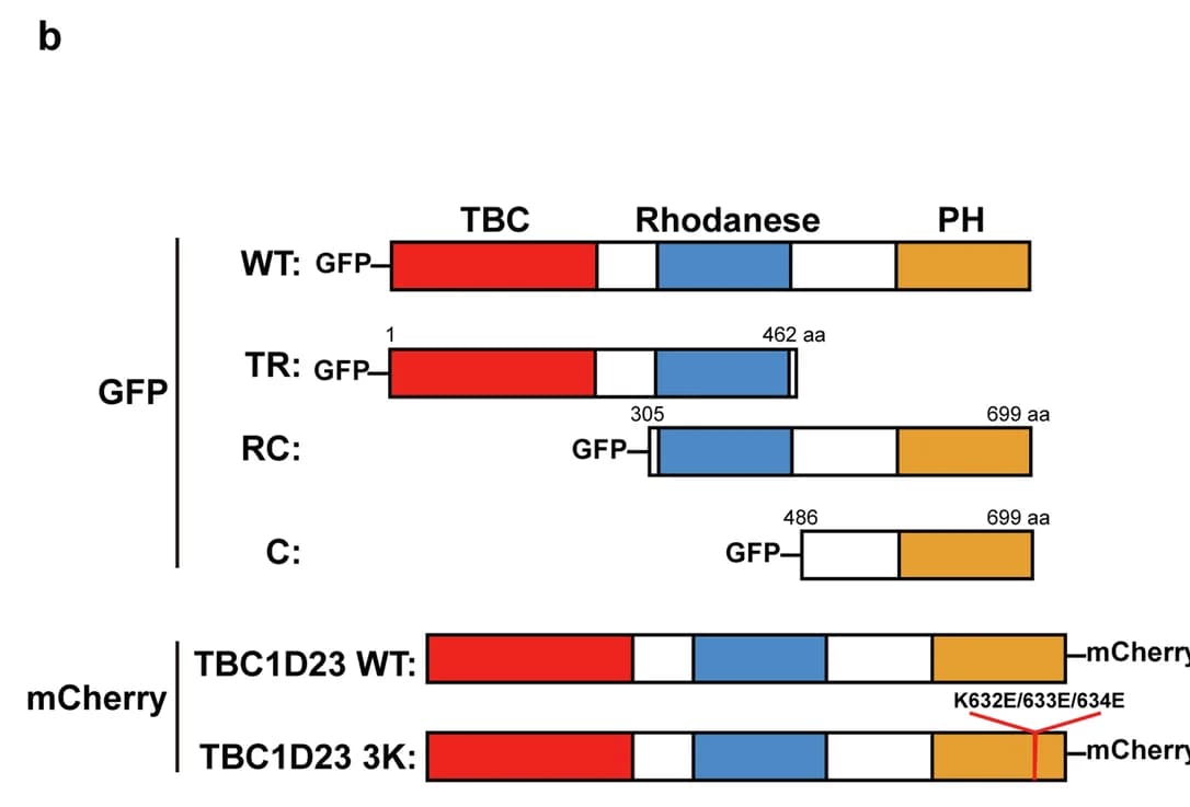 Open access visualization of Illustration, HEK293T Cells, Truncates, Immunoprecipitation, GFP Beads
