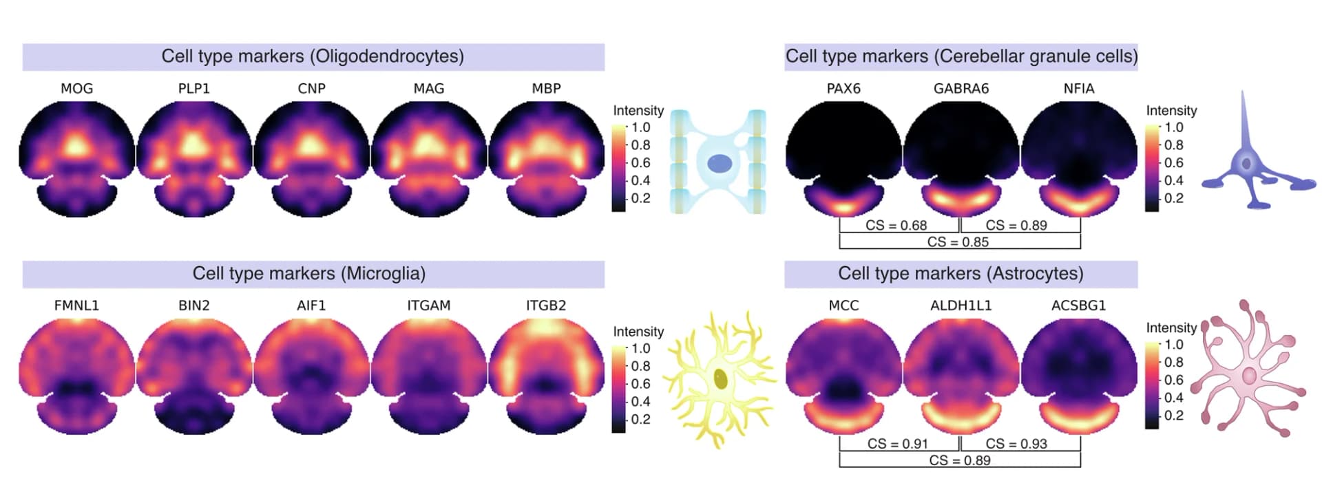 Open access visualization of Heatmap, Spatial Distribution, Cell-Type Markers, Oligodendrocytes, Cerebellar Granule Neurons