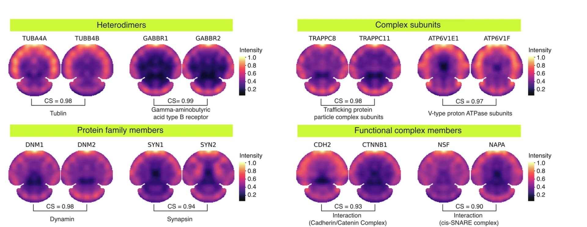 Open access visualization of Heatmap, Spatial Distribution, Protein Pairs, Co-localization