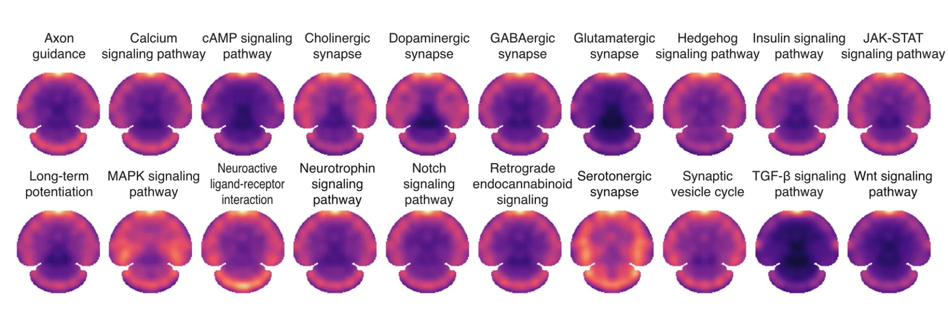 Open access visualization of Heatmap, Protein Expression, KEGG Pathways