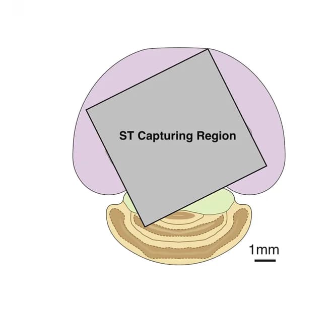 Open access visualization of Illustration, Spatial Transcriptomics, Spatial Proteomics, Image Mask