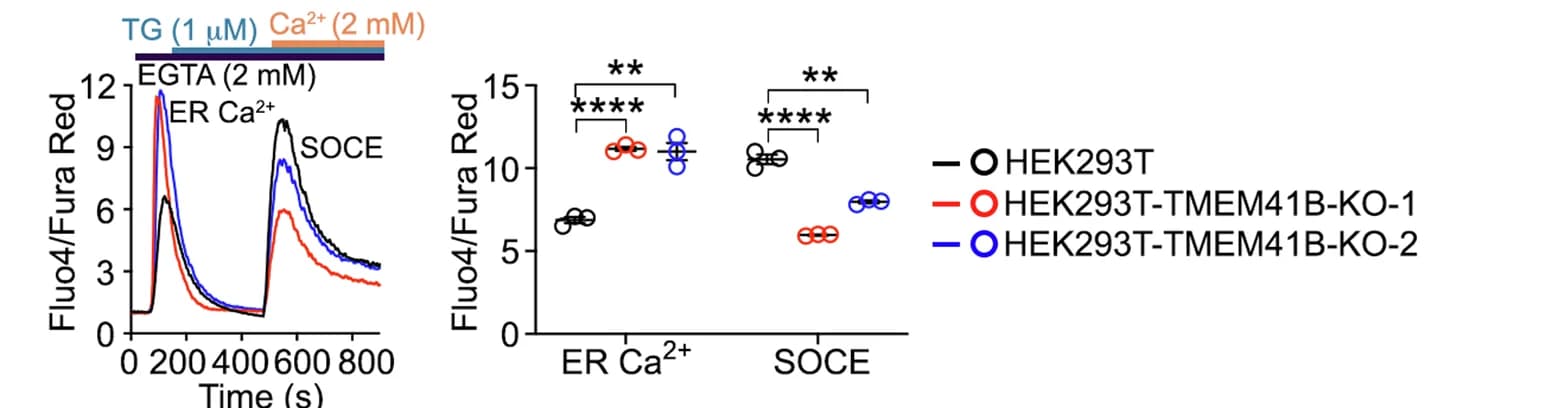 Open access visualization of Line Plot, Scatter Plot, Flow Cytometry, ER Ca 2+ Store, SOCE