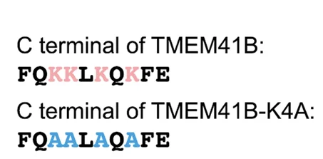 Open access visualization of Table Image, Amino Acid Sequence, TMEM41B, TMEM41B-K4A, Lysine Residues