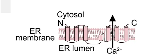 Open access visualization of Illustration, Topology, TMEM41B, ER Membrane
