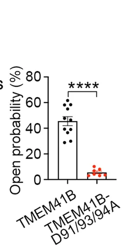 Open access visualization of Bar Plot, Error Bars, Open Probability, TMEM41B